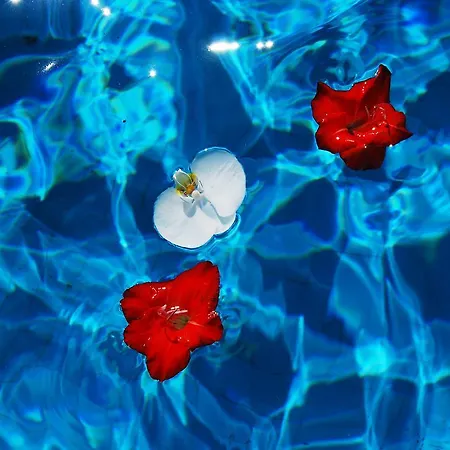 Flamingo 3*